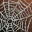 Etc cobweb i00 0.jpg